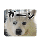 毎日使えるブサカワハクちゃん。（個別スタンプ：2）