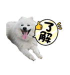 毎日使えるブサカワハクちゃん。（個別スタンプ：10）