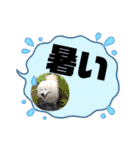 毎日使えるブサカワハクちゃん。（個別スタンプ：12）