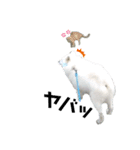 毎日使えるブサカワハクちゃん。（個別スタンプ：20）