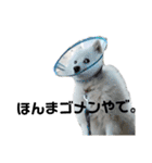 毎日使えるブサカワハクちゃん。（個別スタンプ：27）