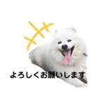 毎日使えるブサカワハクちゃん。（個別スタンプ：30）