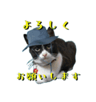登ろう！登山猫エレが山登るスタンプ（個別スタンプ：27）