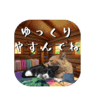 登ろう！登山猫エレが山登るスタンプ（個別スタンプ：40）