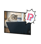 うちのねこ1家族用（個別スタンプ：18）
