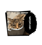 うちのねこ1家族用（個別スタンプ：19）