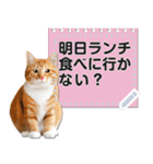 リアルな猫のメッセージ❤スタンプセット（個別スタンプ：2）