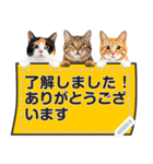 リアルな猫のメッセージ❤スタンプセット（個別スタンプ：9）