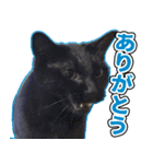 猫の黒ちゃんねる（個別スタンプ：7）