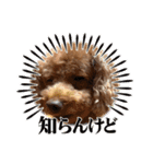 まかろにの日常〜（個別スタンプ：1）
