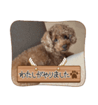 まかろにの日常〜（個別スタンプ：4）