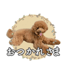 #055 ラム2 *asachi（個別スタンプ：3）
