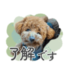 #055 ラム2 *asachi（個別スタンプ：17）