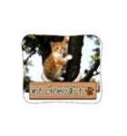 可愛い子猫の日常-3（個別スタンプ：5）