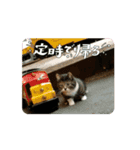 可愛い子猫の日常-3（個別スタンプ：11）