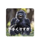 ゴリラのゴリラそしてゴリラ（個別スタンプ：1）