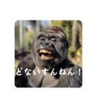 ゴリラのゴリラそしてゴリラ（個別スタンプ：3）