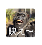 ゴリラのゴリラそしてゴリラ（個別スタンプ：7）