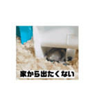 うずらが動く！（個別スタンプ：1）