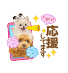 かわいい犬たち❤️ワンダフル ポメ（個別スタンプ：14）