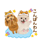 かわいい犬たち❤️ワンダフル ポメ（個別スタンプ：17）