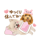 かわいい犬たち❤️ワンダフル ポメ（個別スタンプ：21）