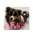 秋田犬ブラザーズ（個別スタンプ：1）