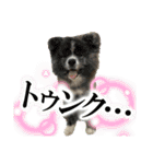 秋田犬ブラザーズ（個別スタンプ：2）