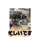 秋田犬ブラザーズ（個別スタンプ：3）