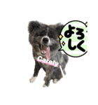 秋田犬ブラザーズ（個別スタンプ：4）