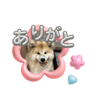 秋田犬ブラザーズ（個別スタンプ：5）