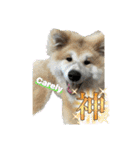 秋田犬ブラザーズ（個別スタンプ：6）