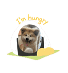 秋田犬ブラザーズ（個別スタンプ：7）