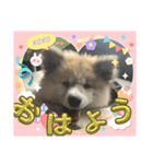 秋田犬ブラザーズ（個別スタンプ：8）