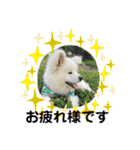 秋田犬ブラザーズ（個別スタンプ：9）