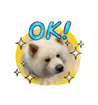 秋田犬ブラザーズ（個別スタンプ：10）