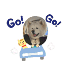 秋田犬ブラザーズ（個別スタンプ：11）