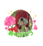 秋田犬ブラザーズ（個別スタンプ：12）