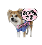 秋田犬ブラザーズ（個別スタンプ：13）