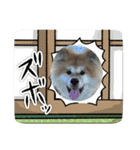 秋田犬ブラザーズ（個別スタンプ：14）