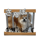 秋田犬ブラザーズ（個別スタンプ：15）