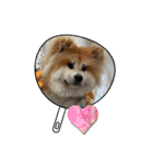 秋田犬ブラザーズ（個別スタンプ：16）