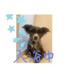 秋田犬ブラザーズ（個別スタンプ：18）