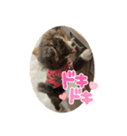 秋田犬ブラザーズ（個別スタンプ：19）