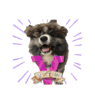 秋田犬ブラザーズ（個別スタンプ：20）