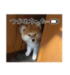 秋田犬ブラザーズ（個別スタンプ：25）