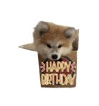 秋田犬ブラザーズ（個別スタンプ：26）
