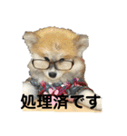 秋田犬ブラザーズ（個別スタンプ：27）
