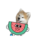 秋田犬ブラザーズ（個別スタンプ：28）