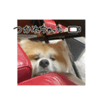 秋田犬ブラザーズ（個別スタンプ：29）